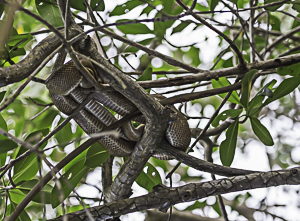 Tree Boa, Caroni Swamp, Trinidad